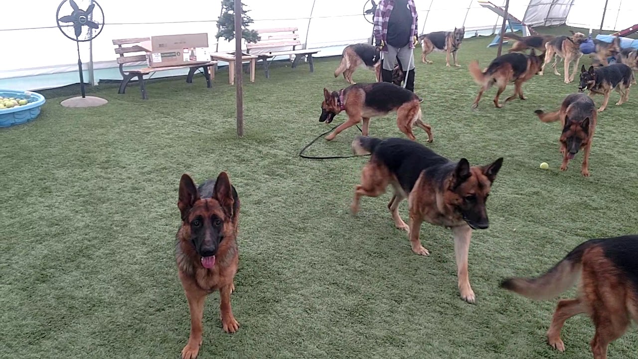 German Shepherd meeting the pack