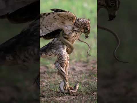 Yeroon Akkanatti Jijjiiramti Fariya Adam Haaraa 2024 Fariya Adam Haaraa 2024 