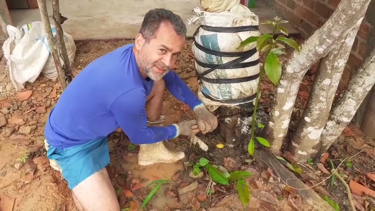 Resultado da alporquia no galho grosso do pé de abacate.