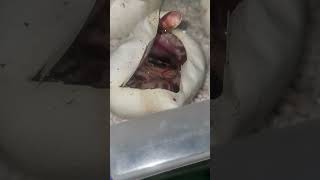 clutch cutting #snake #reptiles #ballpython #animals #python #breeding #pets #rat #smoothsnake