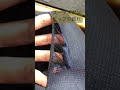 スーツズボン　ヒップの破れ #かけつぎ #かけはぎ #洋服修理 #スーツヒップ破れ #スーツが破れた #shorts #鈴鹿市 #古着 #匠かけつぎ専門店 #セーター　#ニット #縫製　#修理