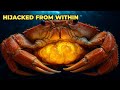 The Barnacle That Turns Crabs Into Zombie Parents 🦀