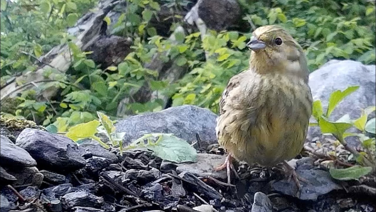 footage of chernobyl Observations at the birdsbath. Beobachtungen am Vogelbad 12.5.2019