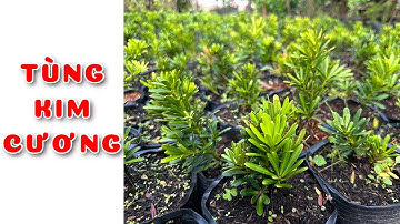 Cây Tùng kim cương size nhỏ nhất | 0386569374 - Ngọc Ngân Bến Tre | Chuyên cây độc lạ