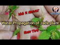 Jade Propagation in Water / Rooting Jade cutting in water/ Hydroponics