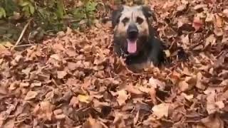 Dog Makes Running Leap into Huge Pile of Leaves - 1011124-1