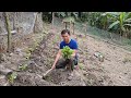 Planting winter vegetables in 2022. Green forest life (ep229)