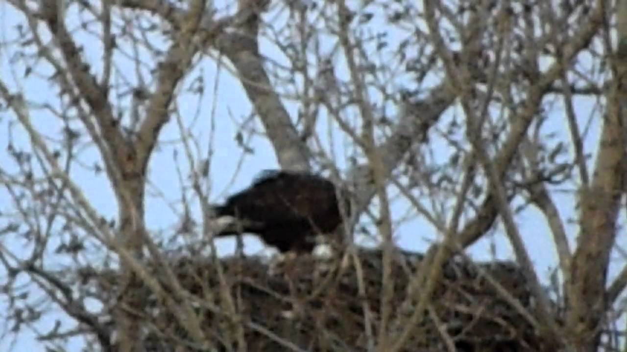bald eagles in wisconsin Baby Eagle being fed