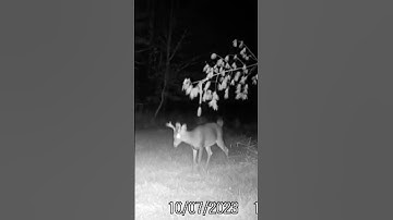 More and more deer are hitting the scrape tree/ #2023 #tactacam #new #buck #scrape #hunting #clover