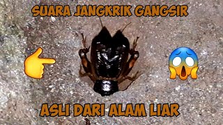 Suara Jangkrik Gangsir