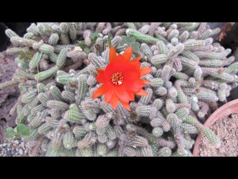 Видео: Что такое арахисовый кактус – как выращивать растения кактуса хамецереус