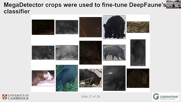 Real-time Wildlife Monitoring
