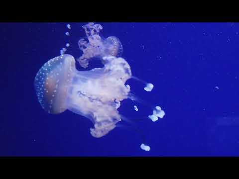 Descubre el significado de soñar con medusa