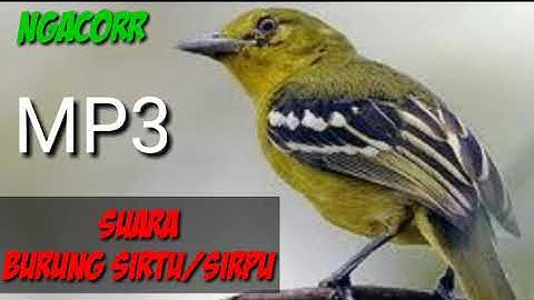 Suara Pikat Burung Sirpu/Sirtu/Cipoh Mantap Mp3