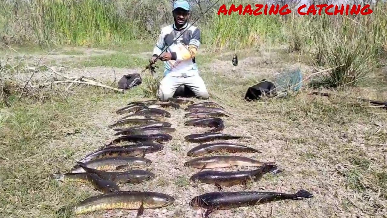 Amazing Snakehead Fish fishing catching  Frag 🐸 fishing and casting