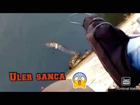 MANCING TERGOKIL DAPAT ULER | Sadoy Bae 