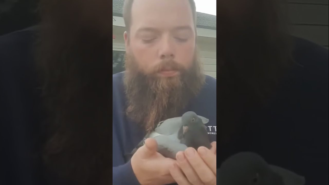 From Hurt To Soaring Pigeon S Incredible Recovery Wild Return 