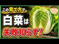 【白菜栽培の基本】初心者でも大きく育つ最強の育て方!種まき・植え付け~収穫まで全部見せます♪プランター家庭菜園