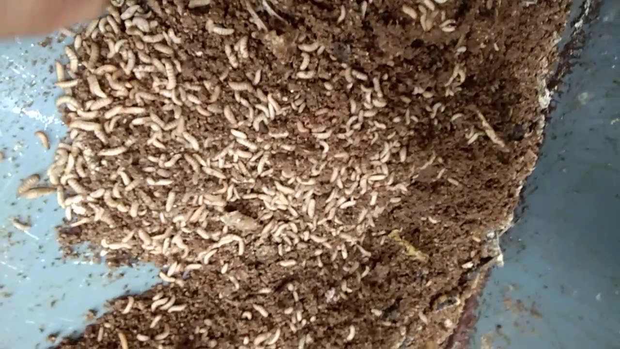 CARA MEMBUAT MAGGOT KERING N GEMUK TIMIKA 