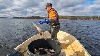Verkoilla 23.4.26. Nyt rymähti kala pyytöön! Kevään paras jata👌