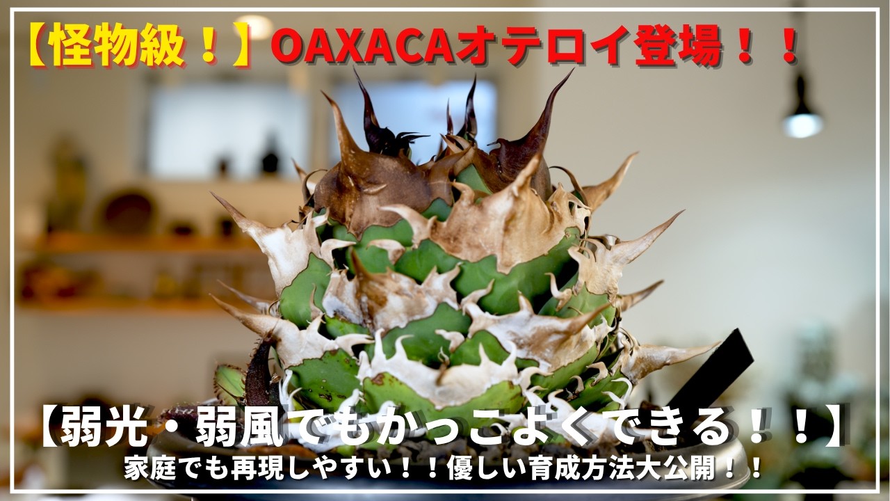 オアハカオテロイ】え！？こんなに優しい育成でかっこよくなるの