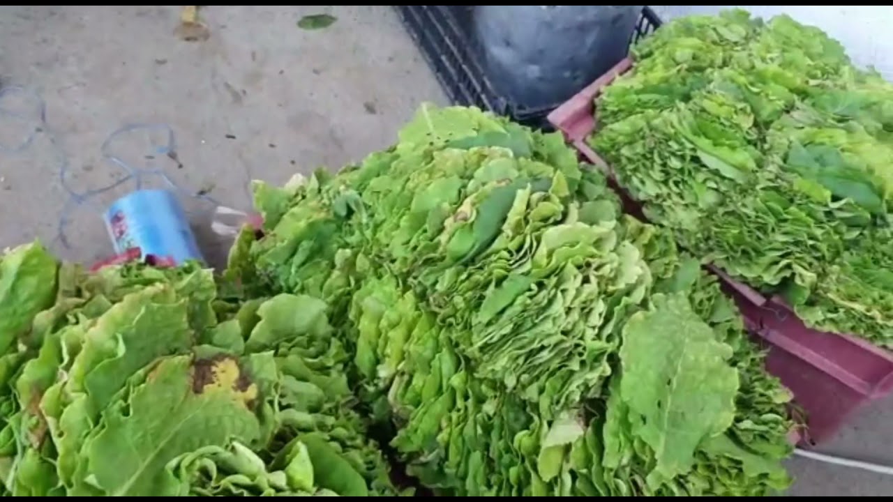 Doğu Makedonya nın Kalkova köyüne ziyaret#Makedonya#türk#tütün#valandova#doğumakedonya#Üsküp#