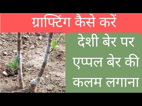 वीडियो: एक झाड़ी को छोटे पेड़ में कैसे बदलें - बड़ी झाड़ियों को छोटे पेड़ों में ट्रिम करना