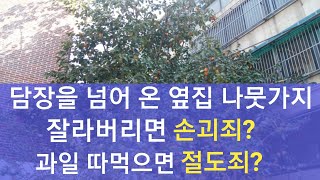 [담장을 넘어 온 옆집 나뭇가지] 제거하거나 과일 따 먹으면 처벌 된다?