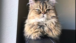 Cute flat faced Persian looking British longhair kitten chills listening to this? Funny cat video by Real Cats of Colorado 23,823 views 8 years ago 13 seconds