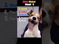 Dogs Doing Crazy Things! (Part 1) 🐕🔥 #usa #shorts #newyork