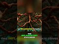 Brain Fog Solved: Neuronutrition & Hormones #shorts