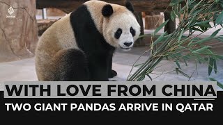 Two giant pandas sent by China arrive in Qatar ahead of World Cup