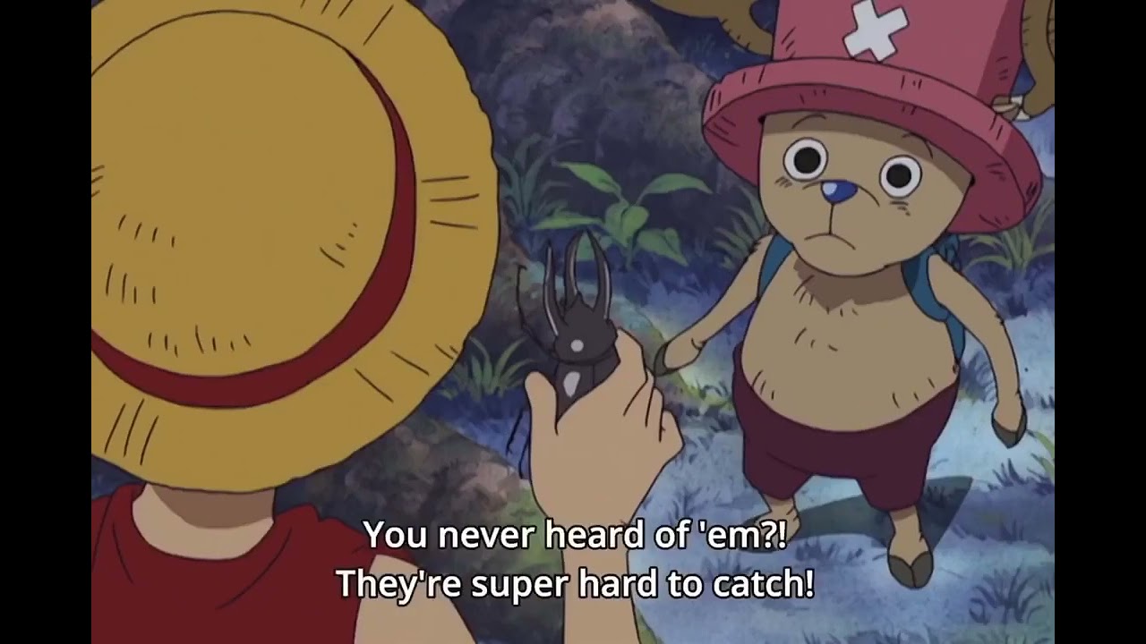 Luffy finds a rare Atlas beetle comparable to One Piece