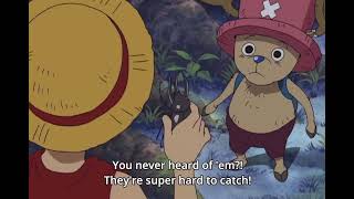 Luffy finds a rare Atlas beetle comparable to One Piece
