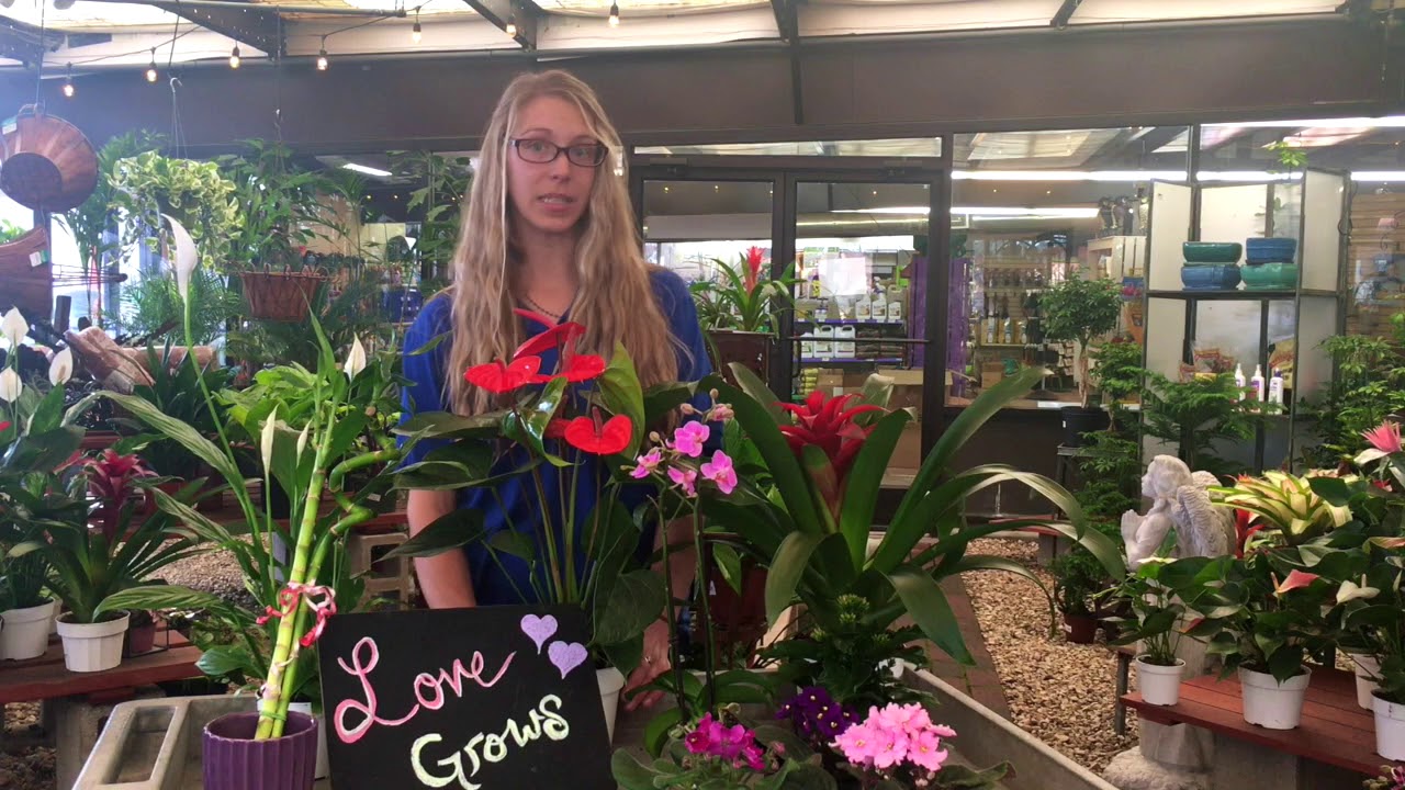 Houseplants for Valentines Day