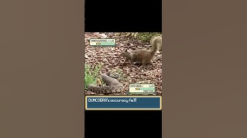 Snake and a Squirrel fighting a Pokemon Battle! #pokemon #pokemonmeme #pokemonbattle #irlpokemon
