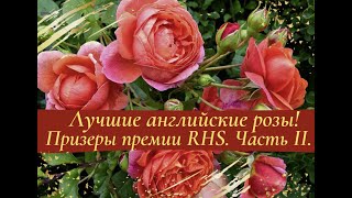 Лучшие английские розы. Призеры премии RHS Award of Garden Merit. Часть II.