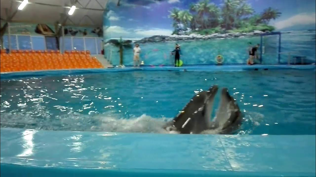 Дельфинарий немо джубга. Дельфинарий немо джубга. Дельфинарий аквамир небуг. Дельфинарий туапсе в туапсе. Дельфинарий джубга.