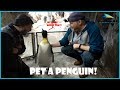 Seaworld Orlando Penguins Up-Close Tour