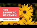 ЛУЧШИЙ ВЫБОР СЕМЯН ЦВЕТОВ, мои советы, ожидания и реальность.