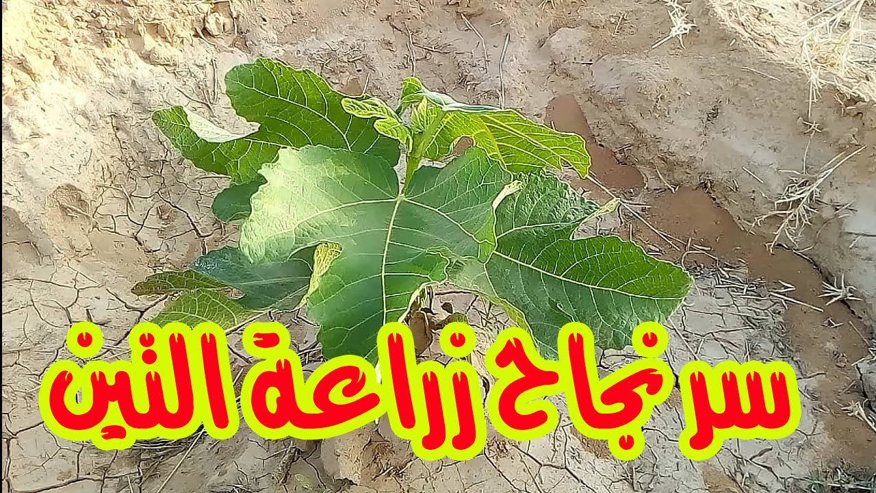 أزرع التين في أي وقت في السنة ...أفضل طريقة لزراعة التين || نسبة النجاح مضمونة !!!