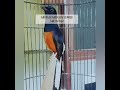 Burung Kicau Mania Suara Sangat Merdu Mp3 - Mp4 Download