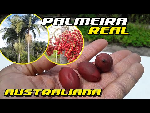 Vídeo: A palmeira dá frutos?