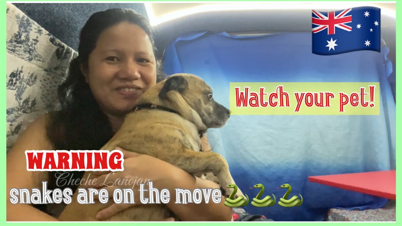 WARNING: snakes are on the move/be snake aware this summer season//Cheche Lañojan