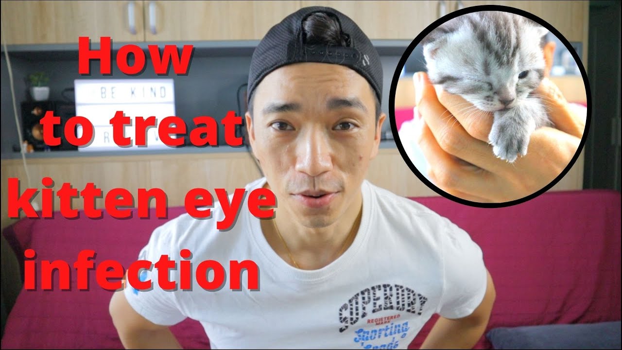 How To Treat Cat Eye Infection Kitten Eye Infection Youtube