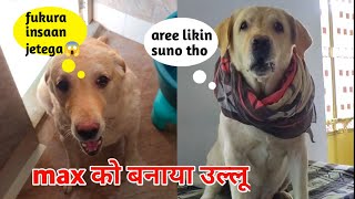 Max को बनाया उल्लू : labrador funny video : dog can talk by At Mix Vlogs 258 views 8 months ago 4 minutes, 14 seconds