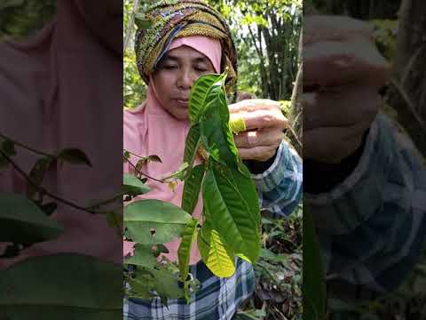 Perbedaan daun salam liar dengan daun salam pertanian.