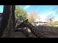 Baby Giraffe filmed in vr180, very close to his face