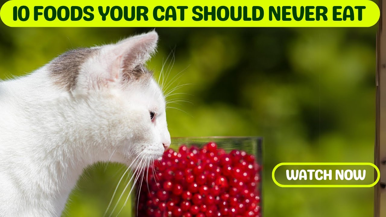 Watch Out! 10 Foods Your Cat Should NEVER Eat (DEADLY FOODS) YouTube