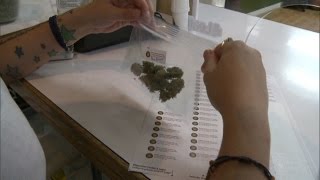 Marijuana for trauma